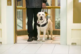 “盲人带导盲犬入住酒店遭拒”涉事景区和酒店致歉图片