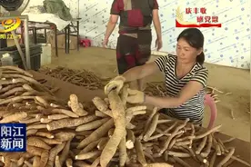 阳西牛大力喜获丰收图片