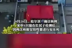 哈尔滨3只猫核酸阳性被安乐死，社区工作人员：不处理屋里就全是阳性图片