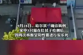 哈尔滨3只猫核酸阳性被安乐死，社区工作人员：不处理屋里就全是阳性图片