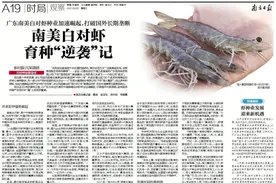 从国外掌控到实现自主，广东白对虾育种如何逆袭？图片