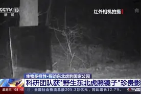 “我怎么这么好看！”东北虎、东北豹照镜子被镜中的自己迷倒图片