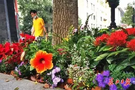 “武汉市送了一条街的鲜花给我们”，“花漾”江汉路吸引众多市民打卡图片