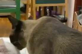 释新闻｜宠物猫感染新冠，除了安乐死还可以怎么办？图片