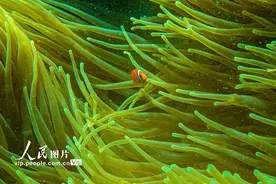 海南陵水：畅游海底世界图片