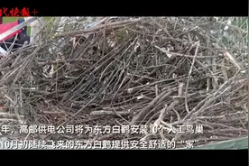 东方白鹳即将来过冬，他们为“国保”建人工鸟巢图片