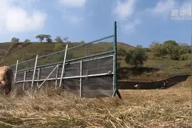内蒙古大青山：野马归山 麋鹿入林视频封面