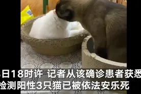 哈尔滨三只新冠宠物猫被“安乐死”，主人悲痛万分图片