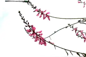 一串串紫红色花朵名叫河北木蓝，和刺槐相似图片