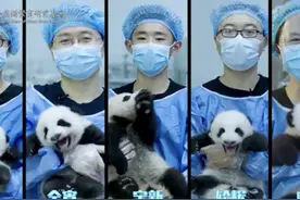 国庆将至 海内外新生大熊猫幼仔送祝福啦图片