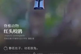 「云南生物多样性数字化百科图谱」红头咬鹃：静若处子，动若脱兔图片