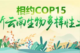 「七彩云南：万物共生的奥秘」凤凰的原型在彩云之南——绿孔雀图片