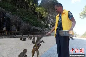 猴进人退 广西七旬“猴王”带领村民走上生态资源致富路图片