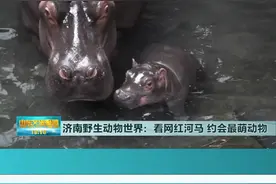 【山东文旅报道】济南野生动物世界：看网红河马，约会最萌动物视频封面