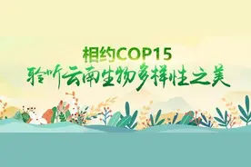 「七彩云南：万物共生的奥秘」凤凰的原型在彩云之南――绿孔雀图片