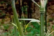 嘴尖皮厚腹中空？来，看看这些有“内涵”的竹丨花花万物图片