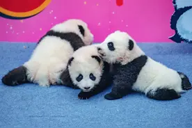 证据确凿！在成都，真的人手一只熊猫图片