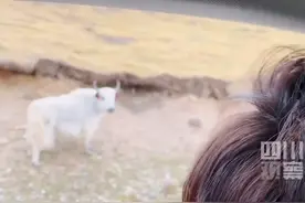 小哥在青海向牛问路牛直摇头！网友调侃：这牛不是本地的吧图片