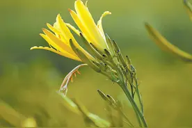 黄花美，黄花香图片