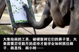 拔牙、扎钩、鞭笞……无比残忍的动物表演早就该叫停图片