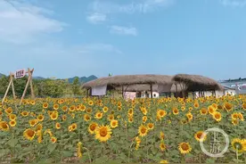 重庆首个两岸研学亲子趣场小桃园开园图片