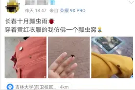 聚焦丨瓢虫漫天飞舞“逛”城市，为啥？图片