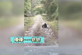 四川牧民上山喂牦牛途中偶遇野生大熊猫：全程踱步一点不怕人视频封面