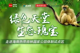 雨林Vlog丨要的就是这种feel 驾车穿行海南热带雨林图片