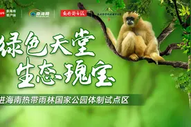 雨林Vlog丨要的就是这种feel 驾车穿行海南热带雨林图片