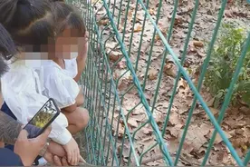 安徽一保护区内多名游客拍打扬子鳄，还有家长带小孩用木棍敲击图片