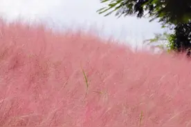 粉了！年年爆红的它，又来了！图片
