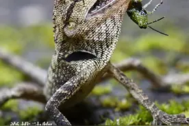 「云南生物多样性数字化百科图谱」脊椎动物·棕背树蜥：谁不曾年少？谁不曾有过童心图片