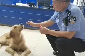 金毛犬假期走丢，被民警抱回派出所视频封面