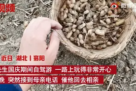 湖北男子十一被催相亲回家却是干农活，母亲：十几亩花生要收图片