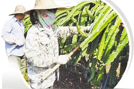 甜心火龙果 诱人金菠萝图片