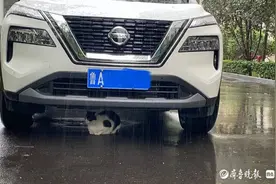 国庆悦｜躲雨的小猫图片