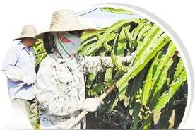海南乐东热带特色农产品俏销――甜心火龙果 诱人金菠萝图片