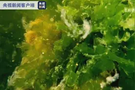 海洋污染危机持续 土耳其渔业受冲击图片