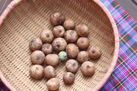 珍稀蒜头果树成为云南乡村“致富树”图片