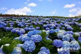 多样昆明｜在美丽的阳宗海湖畔 发现一处绝美的“秘密花园”图片
