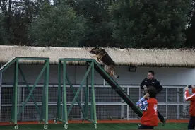 新京报小记者走进警犬训练基地 探秘“警犬是如何养成的”图片