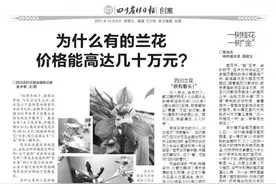 为什么有的兰花价格能高达几十万元？图片