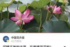 国内首次成功“复活”千年古莲的那些人，是谁？图片
