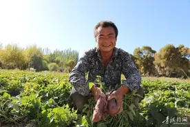 尼那村紫薯种植成果喜人图片