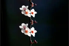 乡村旅游 | 德昌角半村岁月悠长图片