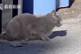 鼠患成灾！美国芝加哥投放1000多只野猫灭鼠图片