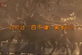11头麋鹿跨越千里结亲！视频揭秘，“四不像”的搬家全过程→视频封面