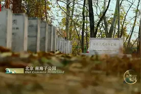 痛心！人类竟造成83%野生哺乳动物灭绝！保护生物多样性，中国与世界一起在行动→视频封面