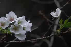 误以为春天来了，南京樱花、海棠反季节开花图片