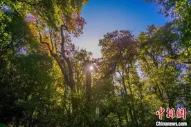 极危物种大树杜鹃回归种植高黎贡山图片